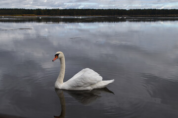 Fototapeta premium swan on the lake