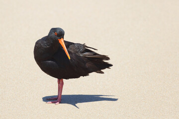 Neuseeländischer Austernfischer / Variable oystercatcher / Haematopus unicolor
