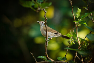 Selective focus on the thrush-barranco , Turdus leucomelas. Pantanal, Brazil.