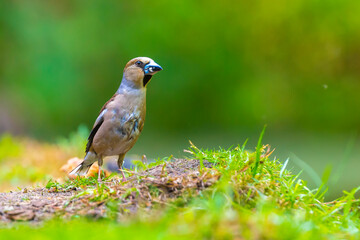 Closeup of a female hawfinch Coccothraustes coccothraustes songbird perched in a forest.