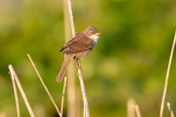 Whitethroat bird, Sylvia communis, foraging in a meadow