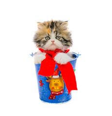 christmas little persian kitten inside a box on isolated background