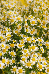 Daisy-like flowers on yellow background. Chamomile Tea Benefits Your Health concept. Close up of Tiny Chamomile Flowers. Trendy colors 2021