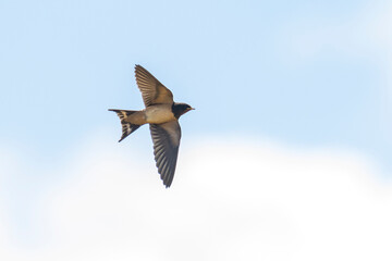 Barn Swallow Hirundo rustica resting closeup