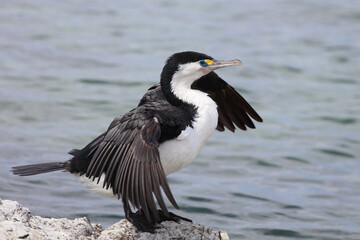 Elsterscharbe / Australian pied cormorant / Phalacrocorax varius