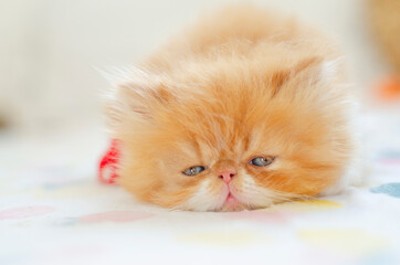 sleeping little persian kitten