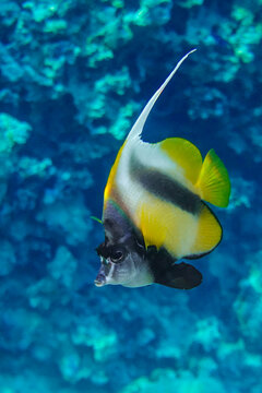 Red sea bannerfish ( Heniochus intermedius ) - coral reef, Egypt 