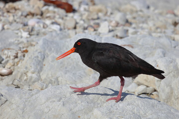 Neuseeländischer Austernfischer / Variable oystercatcher / Haematopus unicolor