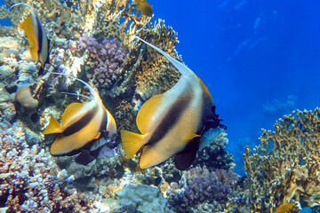 Fototapeta na wymiar Red sea bannerfish ( Heniochus intermedius ) - coral reef, Egypt 