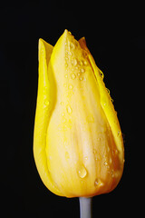 Bright yellow tulips after a night spring rain. A tulip bud covered with raindrops close-up on a background of night darkness.