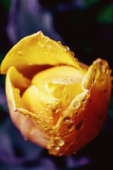 Bright yellow tulips after a night spring rain. A tulip bud covered with raindrops close-up on a background of night darkness.