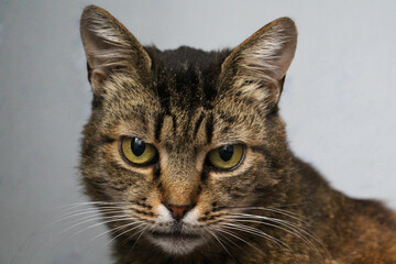 Close-up of European Shorthair cat, 4 years old
