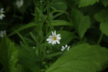 Biały kwiat wśród soczyście zielonej roślinności - obrazy, fototapety, plakaty