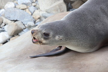 Neuseeländischer Seebär / New Zealand fur seal / Arctocephalus forsteri
