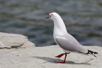 Rotschnabelmöwe / Red-billed gull / Larus scopulinus