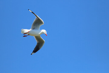 Rotschnabelmöwe / Red-billed gull / Larus scopulinus.