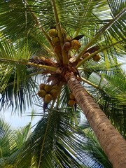 coconut palm tree