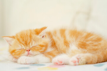 sleeping little persian kitten