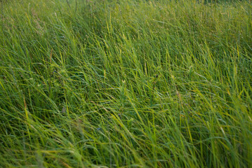 nature trees sky green grass