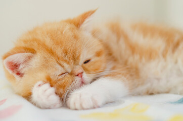 sleeping little persian kitten