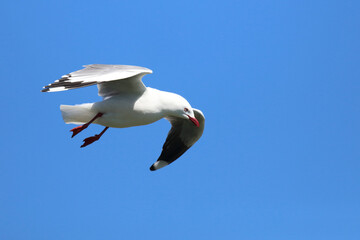 Rotschnabelmöwe / Red-billed gull / Larus scopulinus.