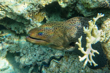 Moray eel - Gymnothorax javanicus (Giant moray) in the Red Sea,