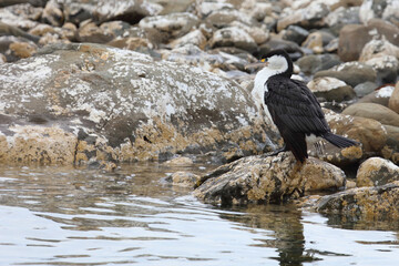 Elsterscharbe / Australian pied cormorant / Phalacrocorax varius
