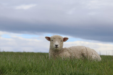 Romneyschaf / Romney sheep / Ovis.