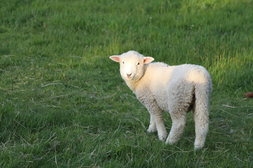 Romneyschaf / Romney sheep / Ovis.