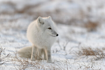 Obraz na płótnie Canvas Arctic fox in winter time in Siberian tundra close up.