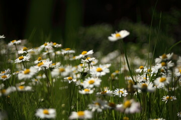 Pole stokrotek © Przemyslaw