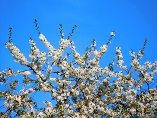 Nice view with cherry blossoms and clear blue skies.