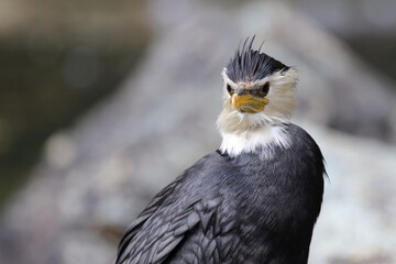 Australische Zwergscharbe oder Kräuselscharbe / Little pied cormorant or Little shag / Microcarbo...