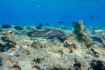 Naklejka na ściany i meble Moray eel - Gymnothorax javanicus (Giant moray) in the Red Sea,