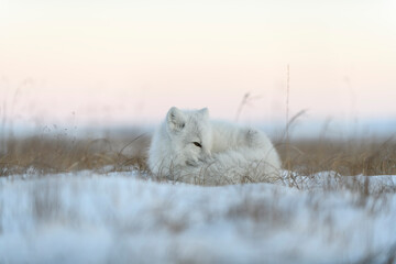 Obraz na płótnie Canvas Wild arctic fox in tundra. Arctic fox lying. Sleeping in tundra.