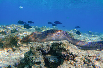 Moray eel - Gymnothorax javanicus (Giant moray) in the Red Sea,