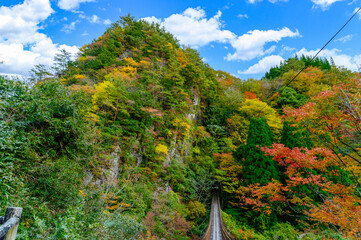 秘境紅葉風景「樅木の吊橋」あやとり橋からの紅葉景色 Unexplored autumn...