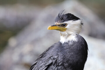 Australische Zwergscharbe oder Kräuselscharbe / Little pied cormorant or Little shag / Microcarbo melanoleucos