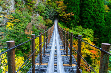 秘境紅葉風景「樅木の吊橋」あやとり橋からの紅葉景色 Unexplored autumn...