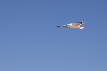 Dominikanermöwe / Southern black-backed gull / Larus dominicanus.