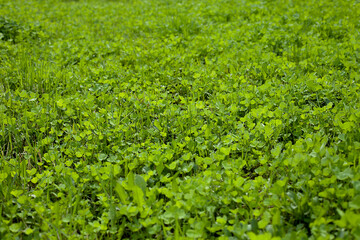 Fototapeta na wymiar Green lawn made of clover. Summer glade.