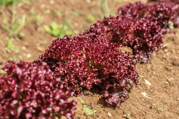 Coral lettuce (Lactuca sativa) or batavia lettuce cultivated on a field or self-supply.