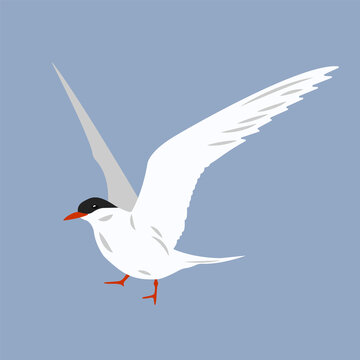 Simple flat illustration of an arctic sea bird. Clipart, element, sticker with polar seagull. Logo, emblem, label, icon, sign for design. Cartoon image of an oceanic animal. Free flight, freedom. 
