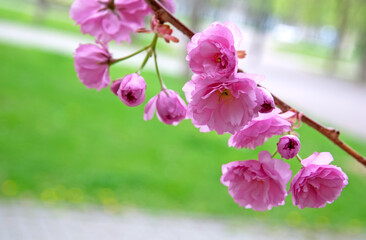 Vivid sakura branch