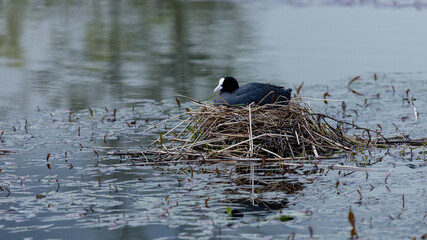 Coot, water fowl, bird, sitting a a nest in apond.