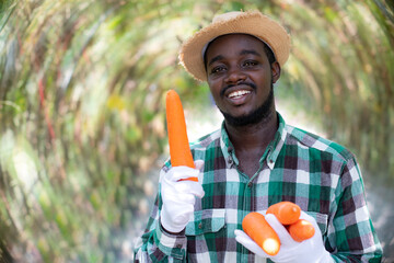 Fototapeta premium African farmer holding fresh carrots in hands on organic farm.Agriculture or cultivation concept
