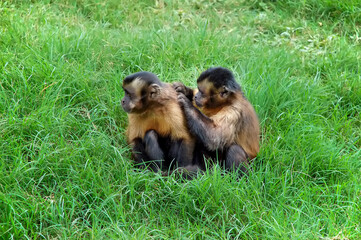 Two tufted capuchin social grooming in a grass field sitting in nature. Monkeys use grooming to clean each other bodies of parasites and bond. Wildlife animals