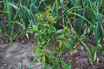 Curl of tree leaves, peach disease Selective focus