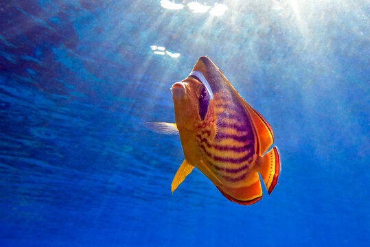 รูปภาพFasciatus เลือกดูภาพถ่ายสต็อก เวกเตอร์ และวิดีโอ1,892 Adobe Stock