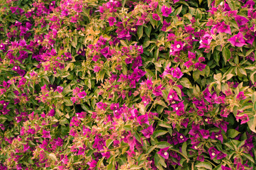 peach flower background
